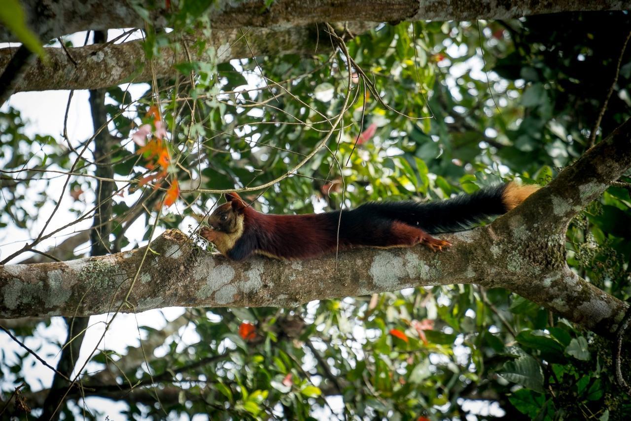 Wild Planet Jungle Resort Devāla Buitenkant foto